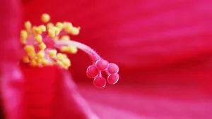 芙蓉葵花花蕊图片_2