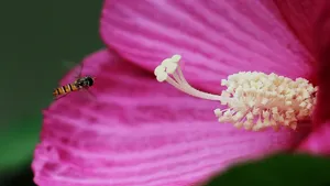 芙蓉葵花花蕊图片_3