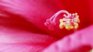 芙蓉葵花花蕊图片_4