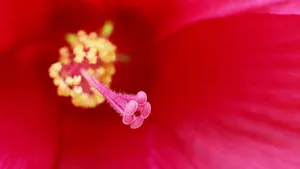 芙蓉葵花花蕊图片_5