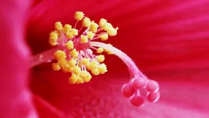 芙蓉葵花花蕊图片_6