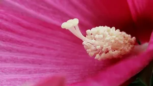 芙蓉葵花花蕊图片_7