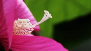 芙蓉葵花花蕊图片_8