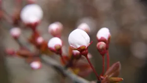 好看的白色樱花图片