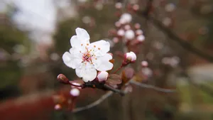 好看的白色樱花图片_2