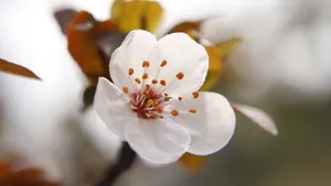 好看的白色樱花图片_3