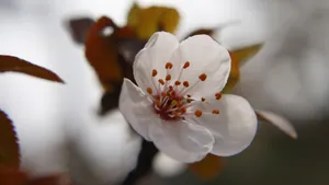 好看的白色樱花图片_4