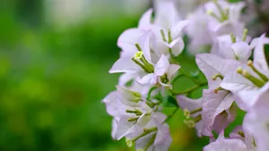 勒杜鹃花图片_3