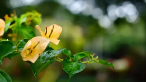 勒杜鹃花图片_4
