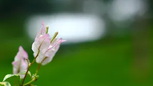 勒杜鹃花图片_5