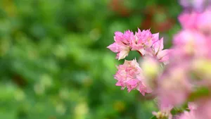 勒杜鹃花图片_6