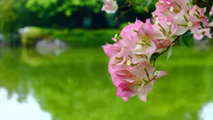 勒杜鹃花图片_9