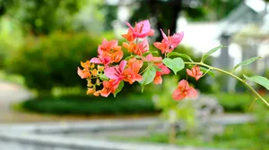 勒杜鹃花图片_10