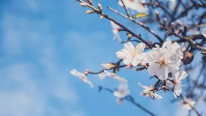 美丽的樱花图片_4