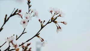美丽的樱花图片_5