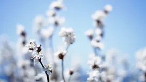 美丽的樱花图片_6