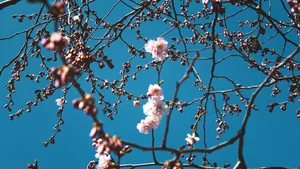 美丽的樱花图片_8