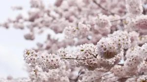 美丽的樱花图片_9