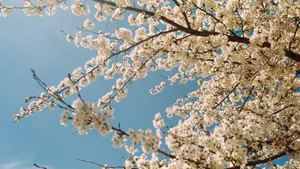 美丽的樱花图片_10