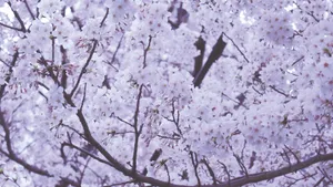 美丽的樱花图片_12