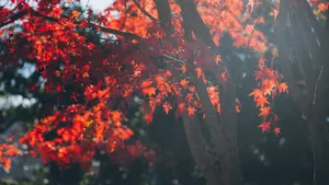 秋季枫树枫叶图片_4