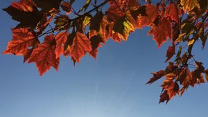 秋季枫树枫叶图片_9