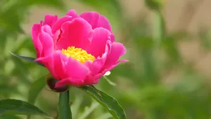 含苞待放的芍药花花蕾图片_2