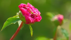含苞待放的芍药花花蕾图片_3