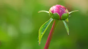 含苞待放的芍药花花蕾图片_4