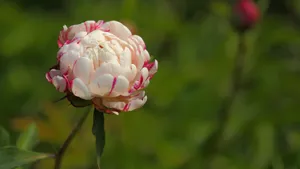 含苞待放的芍药花花蕾图片_5