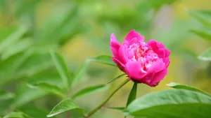 含苞待放的芍药花花蕾图片_6