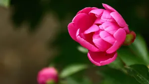 含苞待放的芍药花花蕾图片_7