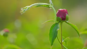 含苞待放的芍药花花蕾图片_8