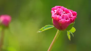 含苞待放的芍药花花蕾图片_9