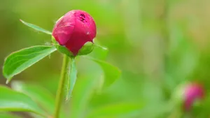 含苞待放的芍药花花蕾图片_10