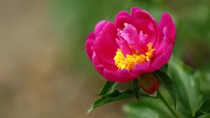 含苞待放的芍药花花蕾图片_11