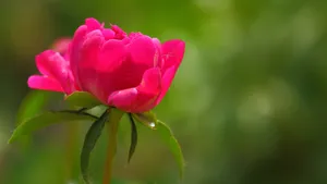 含苞待放的芍药花花蕾图片_12
