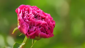 含苞待放的芍药花花蕾图片_13
