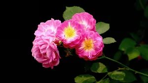蔷薇花花语图片_2