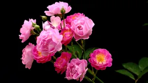 蔷薇花花语图片_3