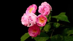 蔷薇花花语图片_4