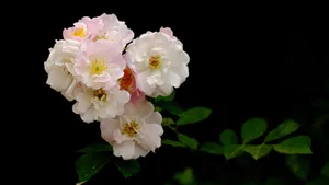 蔷薇花花语图片_5