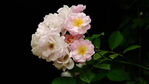 蔷薇花花语图片_6