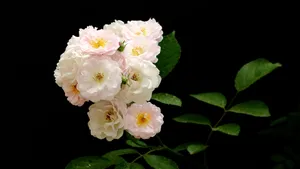 蔷薇花花语图片_7