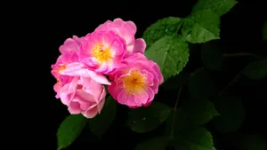 蔷薇花花语图片_8