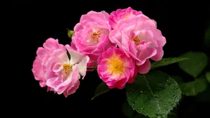 蔷薇花花语图片_9