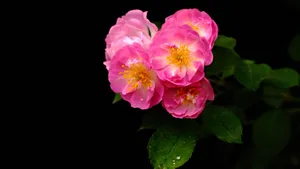 蔷薇花花语图片_10