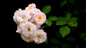 蔷薇花花语图片_11