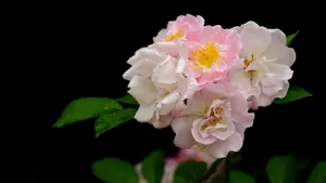 蔷薇花花语图片_12