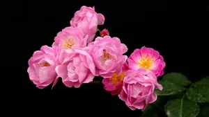 蔷薇花花语图片_13